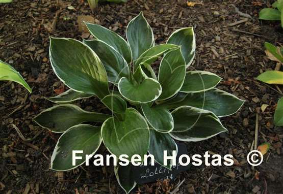 Hosta Frosted Lollipop